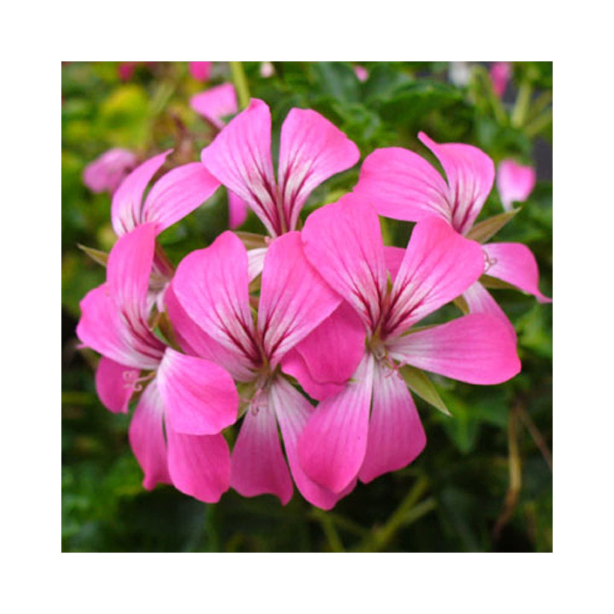 Purple Tornado Geranium Flower seeds for Planting - Garden Favorite, Heirloom & GMO Free Seeds for Home Garden