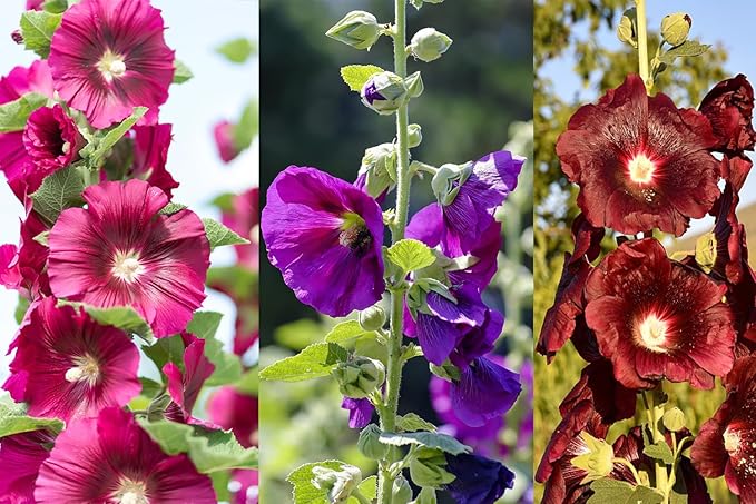 Mixed Hollyhock Alcea spp Flower Seeds for Planting in Flower Bed