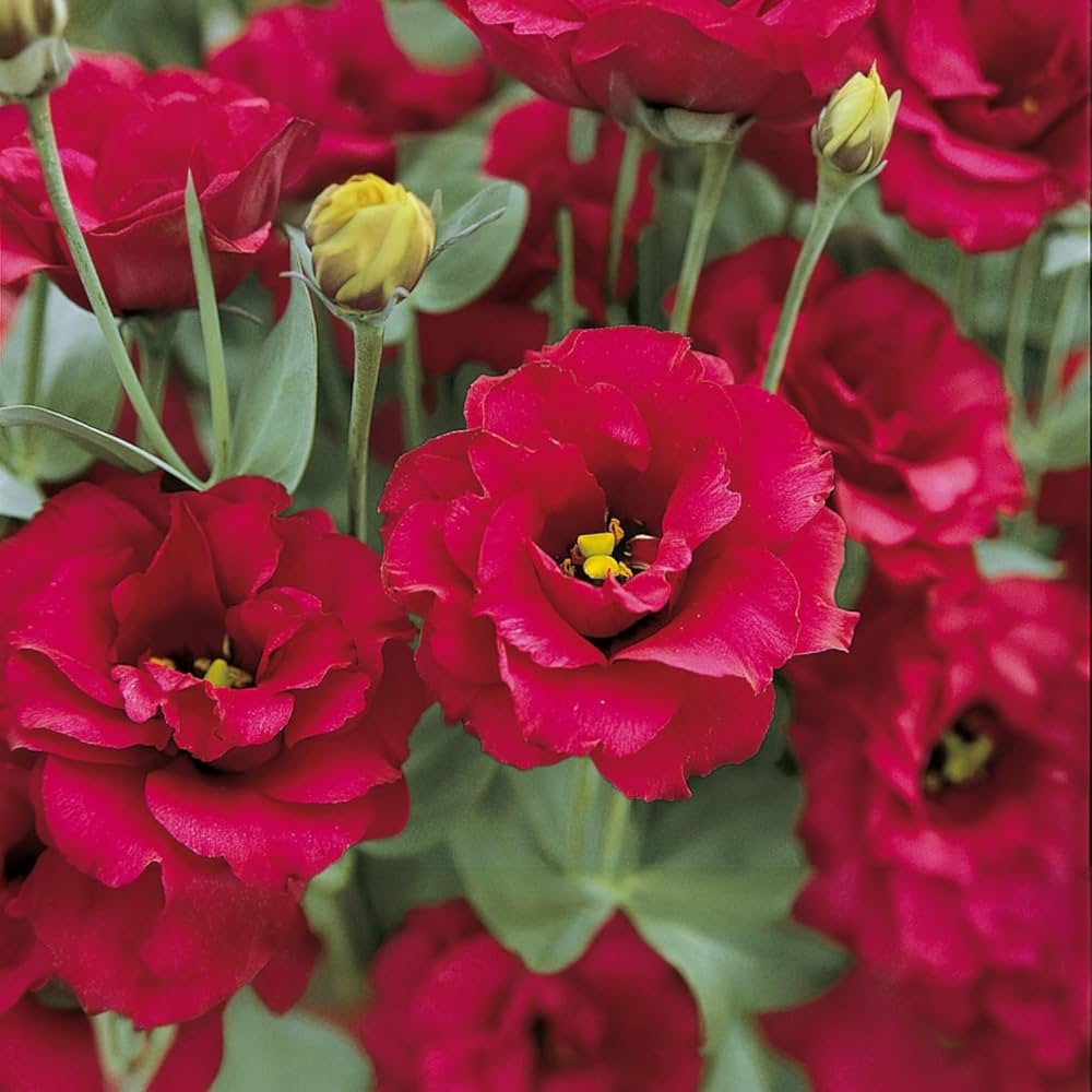 Lisianthus Red Flower seeds for Planting - Wildflower Mix, Heirloom & GMO Free Seeds for Home Garden