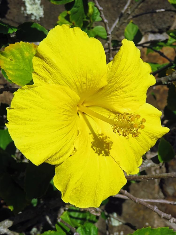 Yellow Hibiscus Flower Seeds for Planting Low Maintenance Heirloom & GMO Free Seeds for Home Garden
 
 Sale