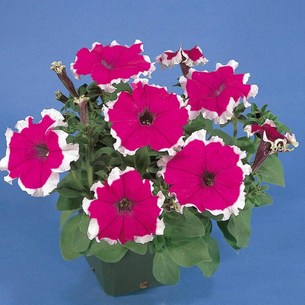 Red Picotee Petunia Dreams Seeds for Planting Balcony Planters Flower Beds