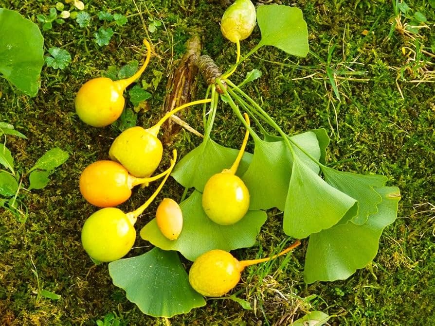 Planting Biloba Ginkgo Seeds