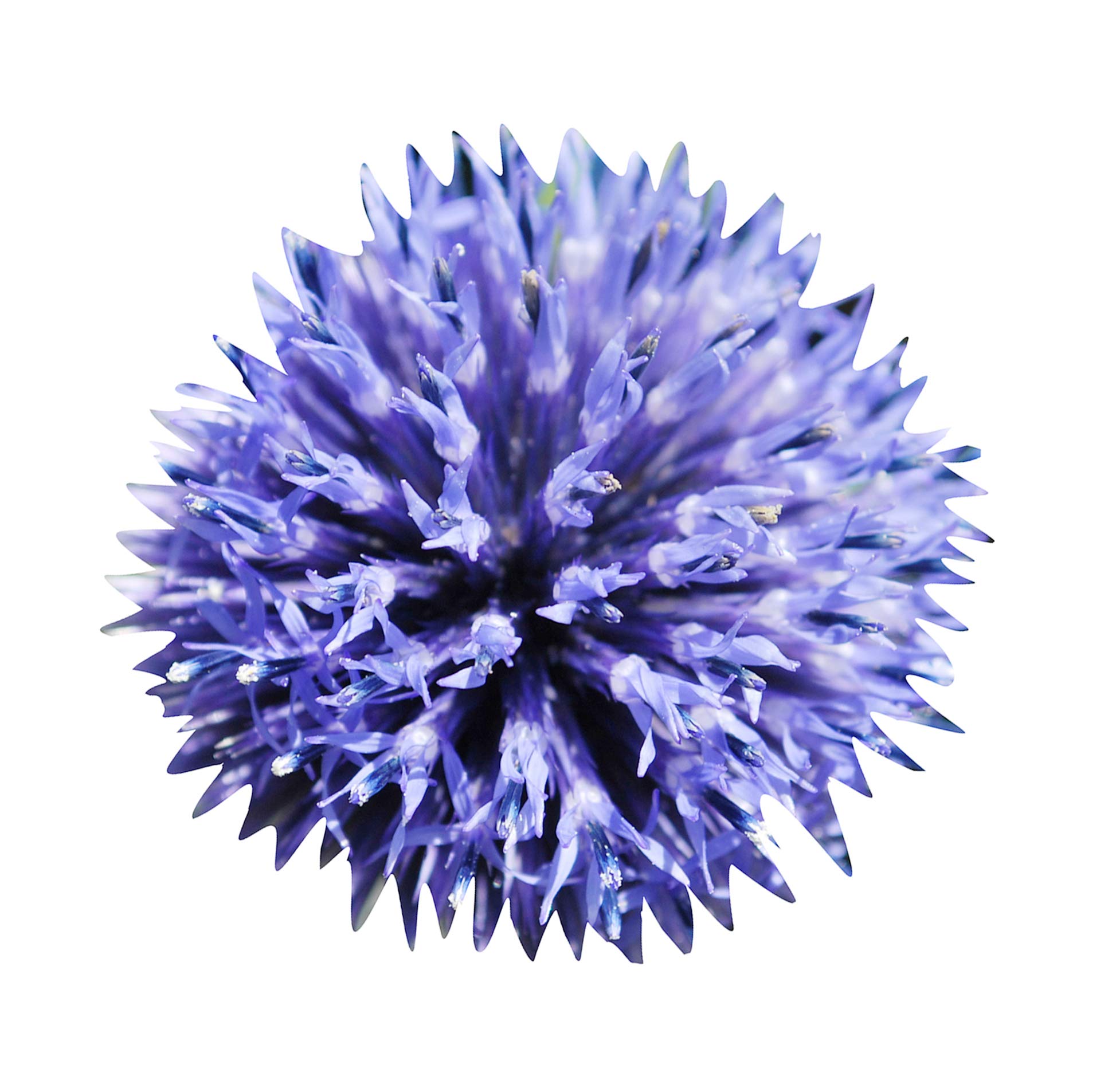 Blue Globe Thistle Echinops Ritro Seeds for Planting - Great for Flower Bed & Urban Garden