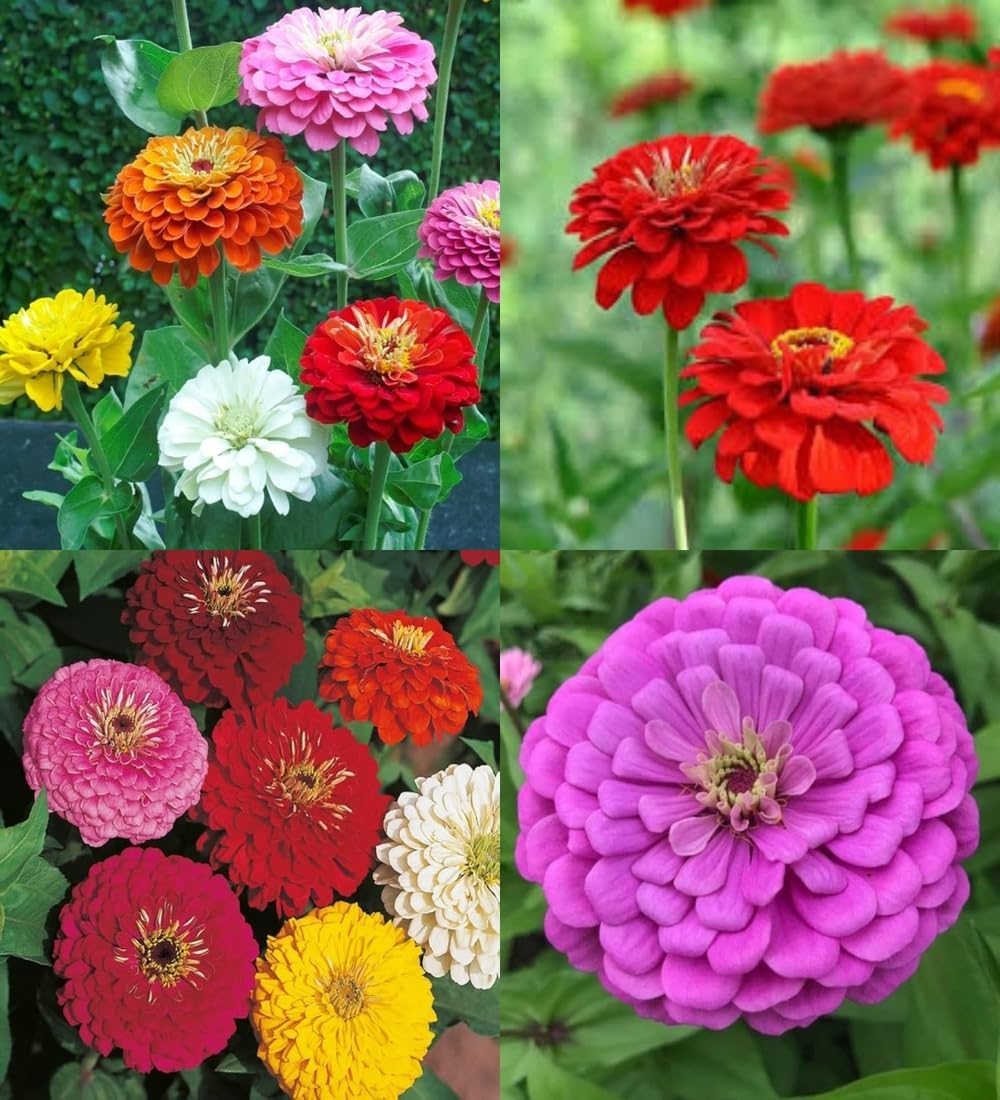 Mixed Helichrysum Flower seeds for Planting - Long Bloom Season, Heirloom & GMO Free Seeds for Home Garden