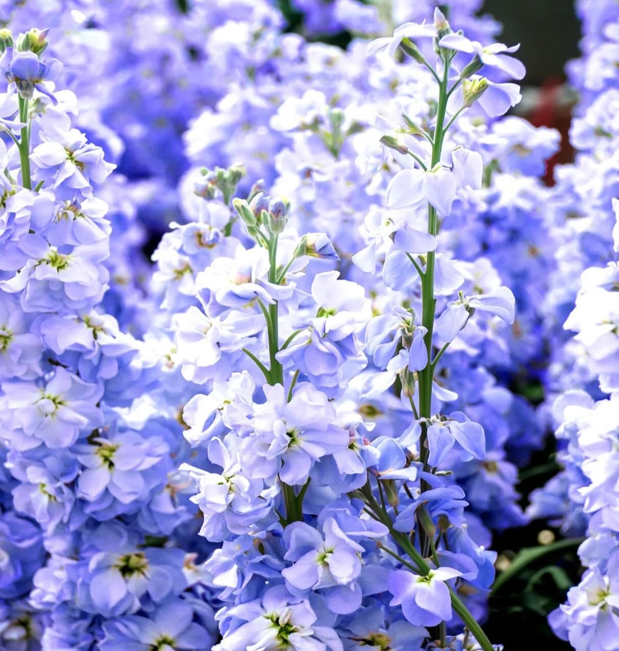 Blue Mini Matthiola Flower Seeds for Planting Bright Blooms Heirloom & GMO Free Seeds for Home Garden
 
 Sale