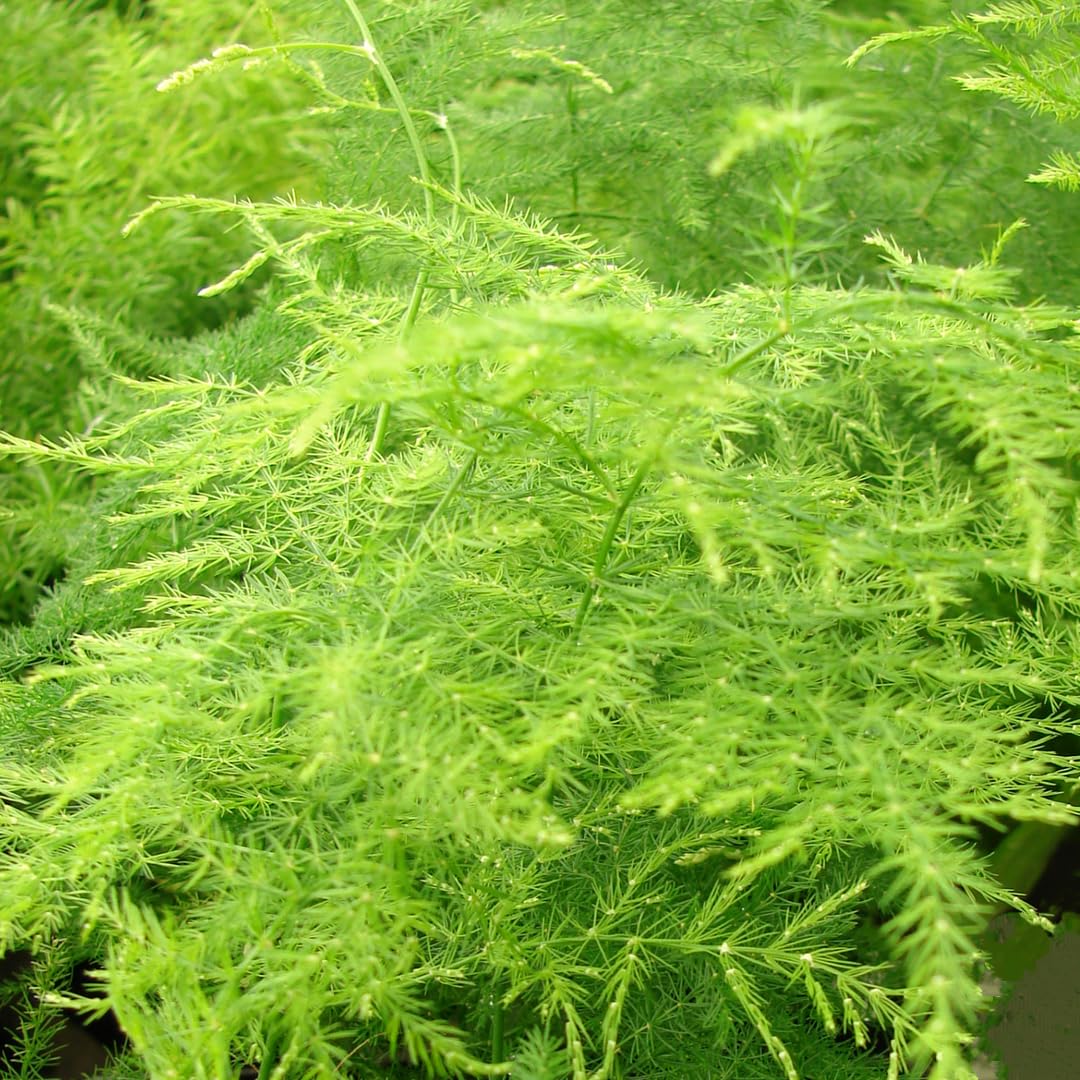 Setaceus Plant Seeds for Easy Planting