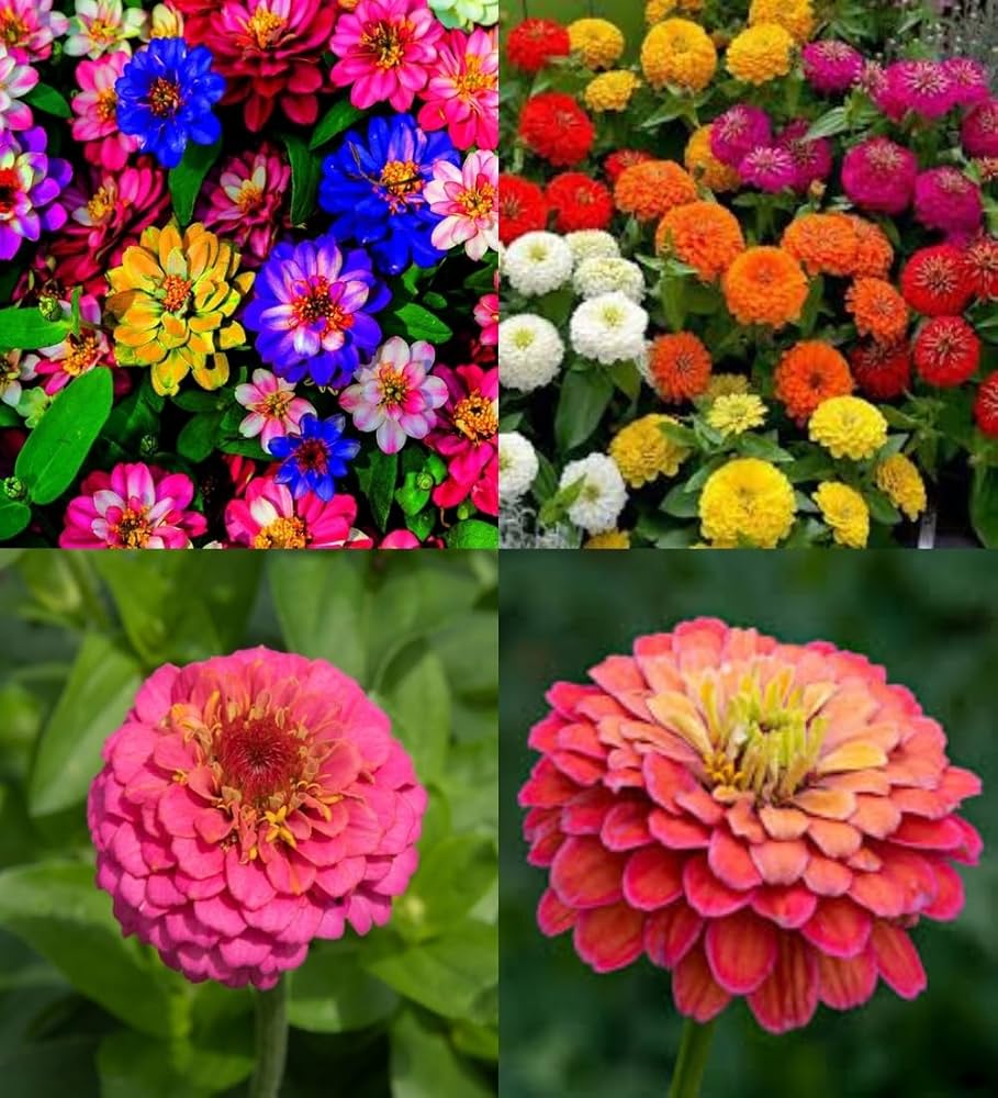 Lime Orange Zinnia Flower seeds for Planting - Compact Growth, Heirloom & GMO Free Seeds for Home Garden