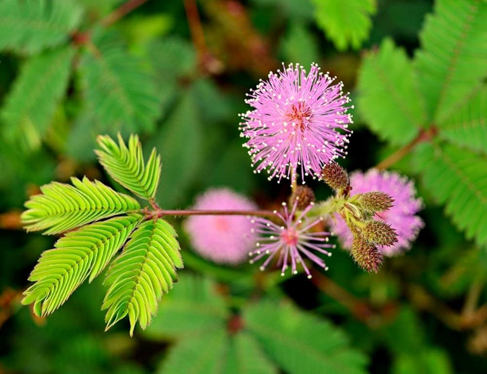 Acacia Baileyana Flower seeds for Planting - Cut Flower Favorite, Heirloom & GMO Free Seeds for Home Garden