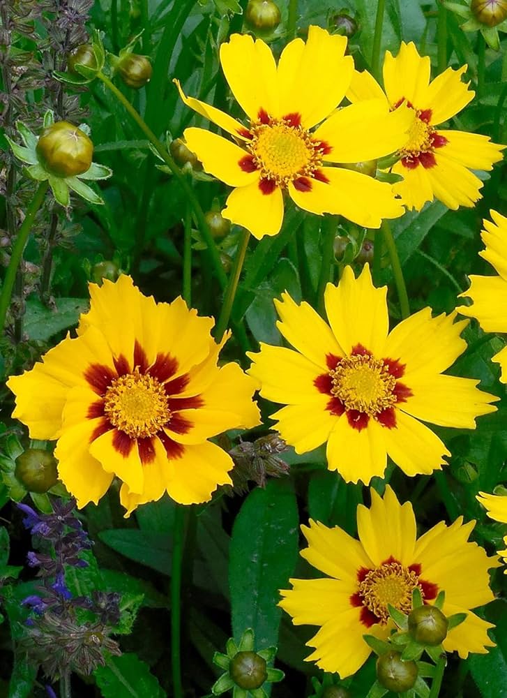 GOLDEN WAVE COREOPSIS Coreopsis verticillata Seeds for Planting in Flower Bed