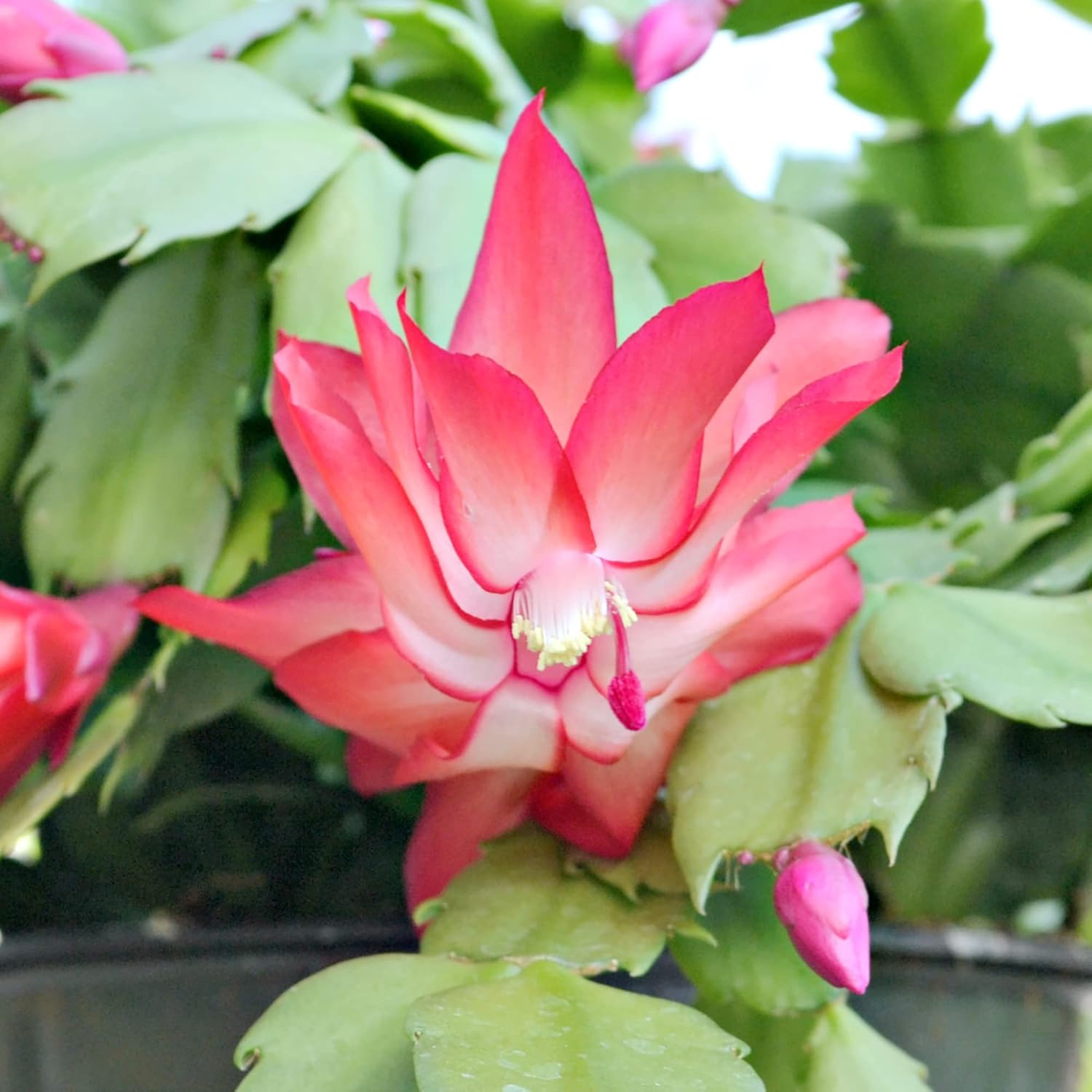 Christmas Cactus Seeds Holiday Perennial Gmo Free Ornamental Home Decorate Container Hanging Basket
