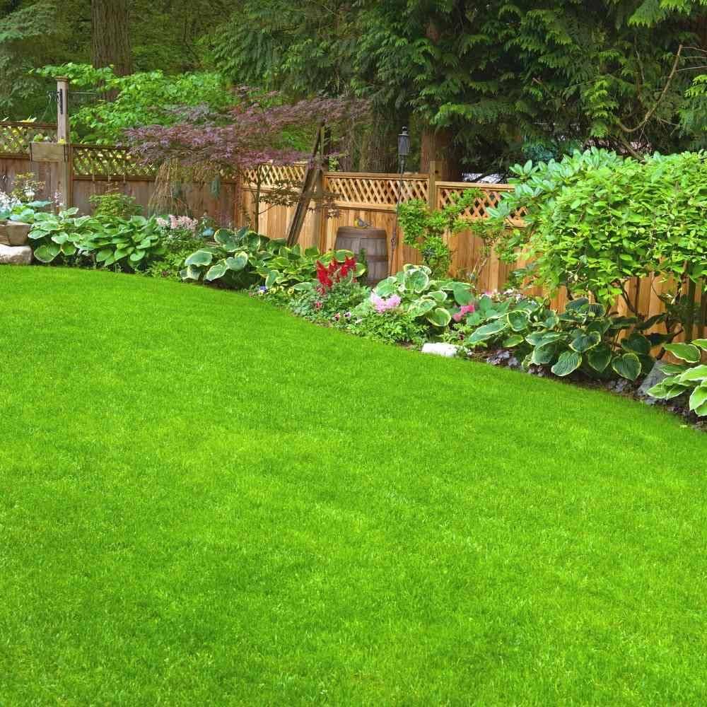 Grass Plant Poaceae family Seeds for Planting vegetable patch urban garden