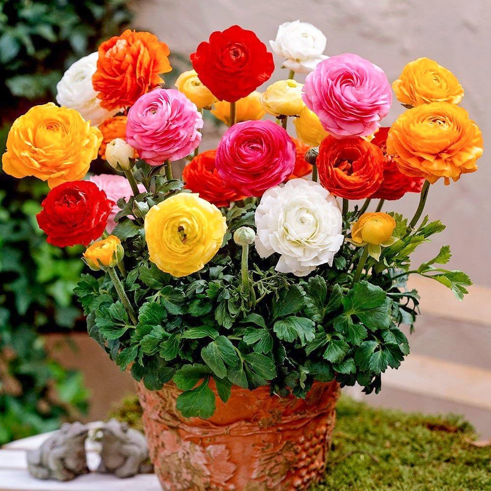 Ranunculus Flower seeds for Planting Long Bloom Season Heirloom & GMO Free Seeds for Home Garden