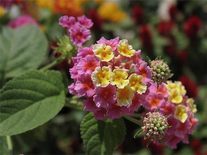Lantana Lantana camara Flower Seeds for Planting in Flower Bed & Garden