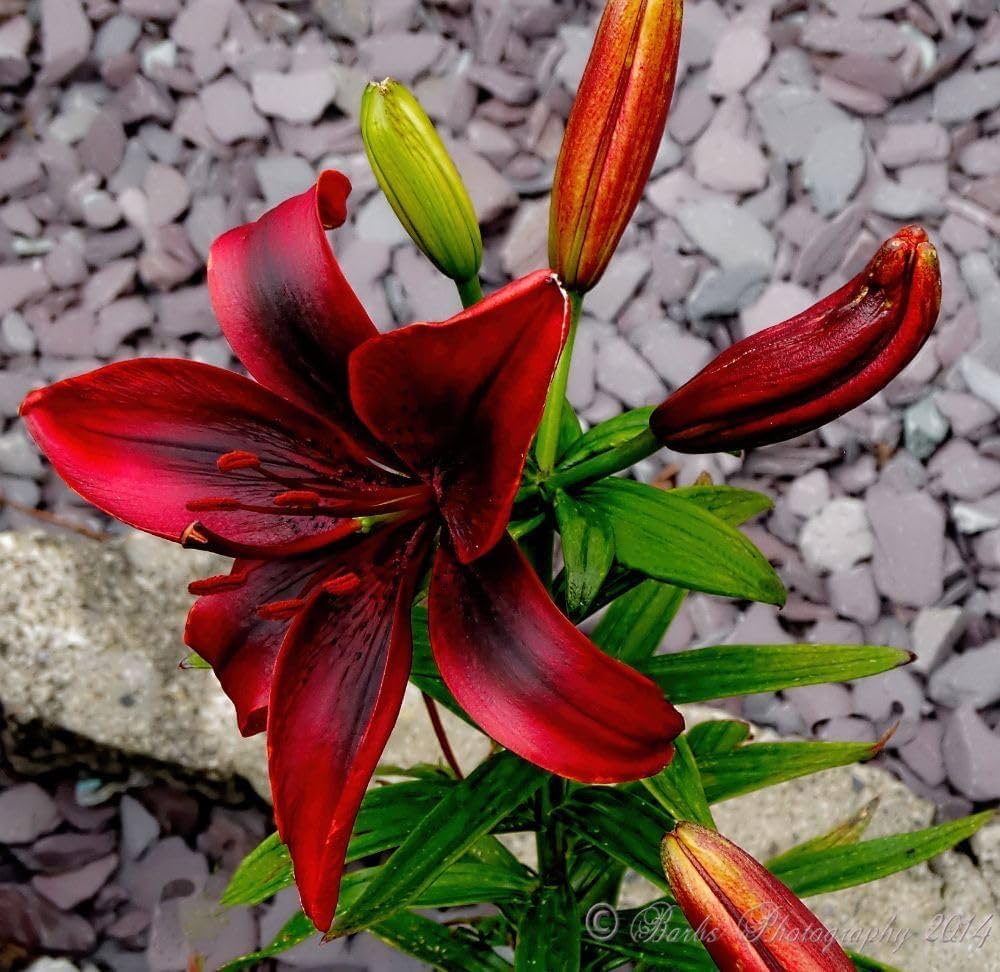 Blue Heart Lily Crinum spp. Seeds for Planting - Ideal for Flower Bed & Home Garden