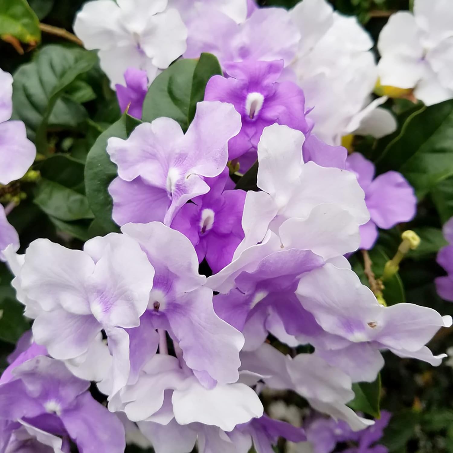 Brunfelsia Pauciflora Seeds Yesterday-Today-And Tomorrow Plant Perennial Deer Resistant Fragrant
