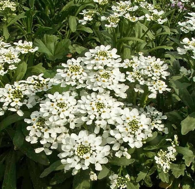 White Amara Empress Candytuft Seeds for Elegant White Flowers