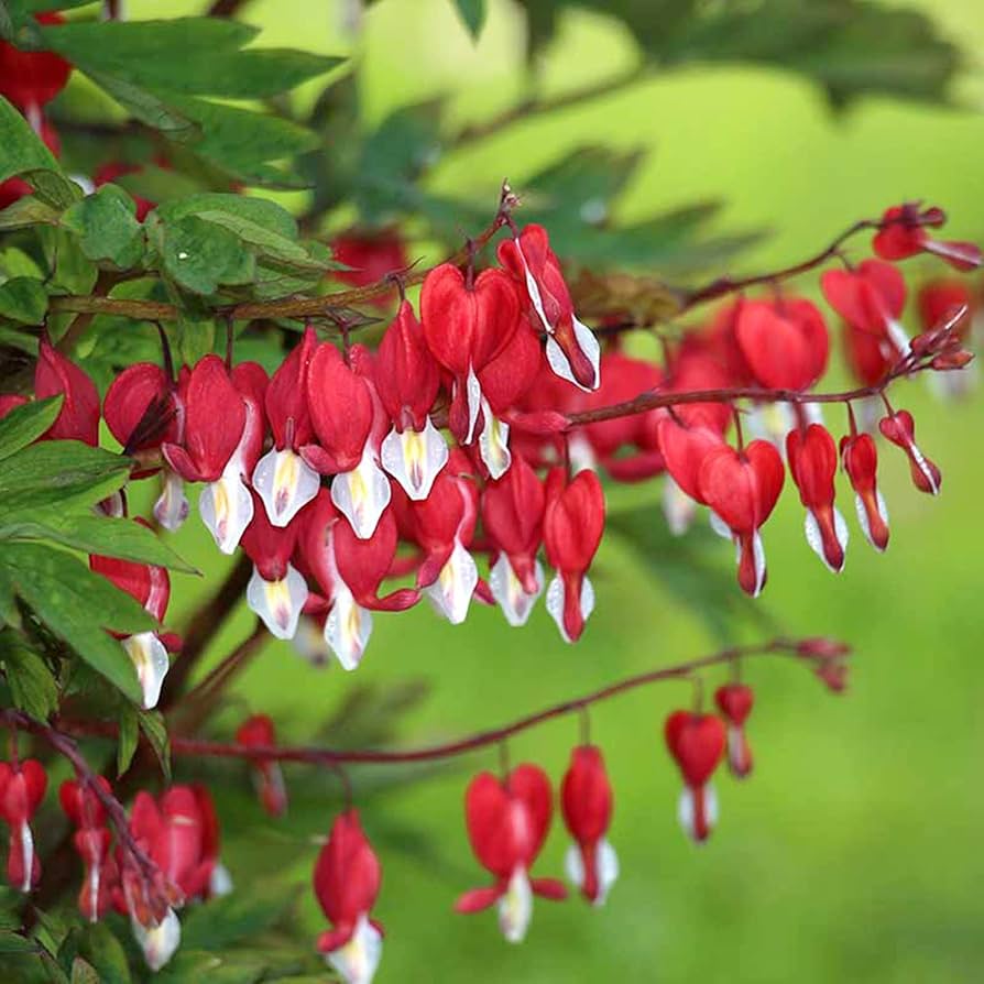 Dicentra Spectabilis Seeds for Planting Dicentra spectabilis for shaded gardens and perennial beds