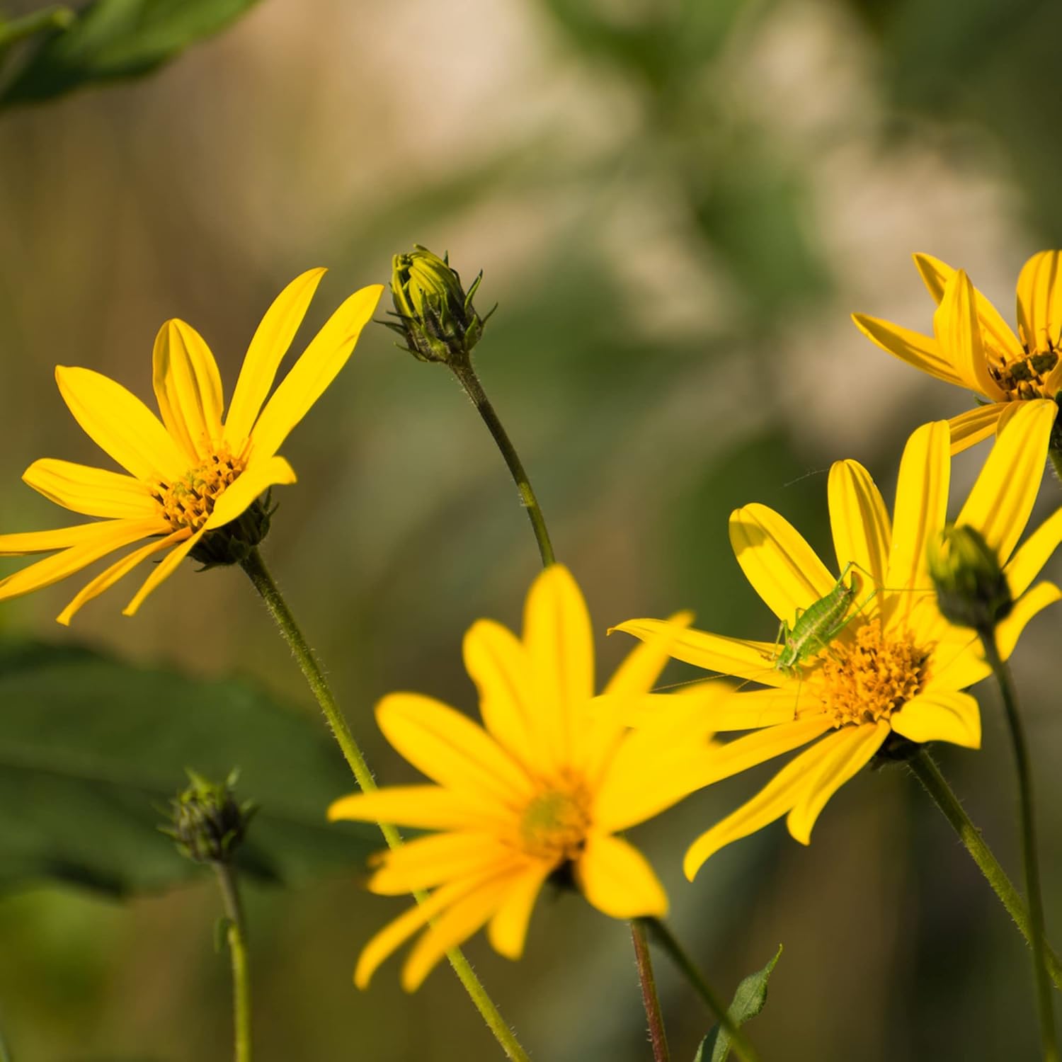 Arnica Seeds Herbaceous Perennial Flowering Plant Garden Beds Borders Outdoor Flower Best Selling