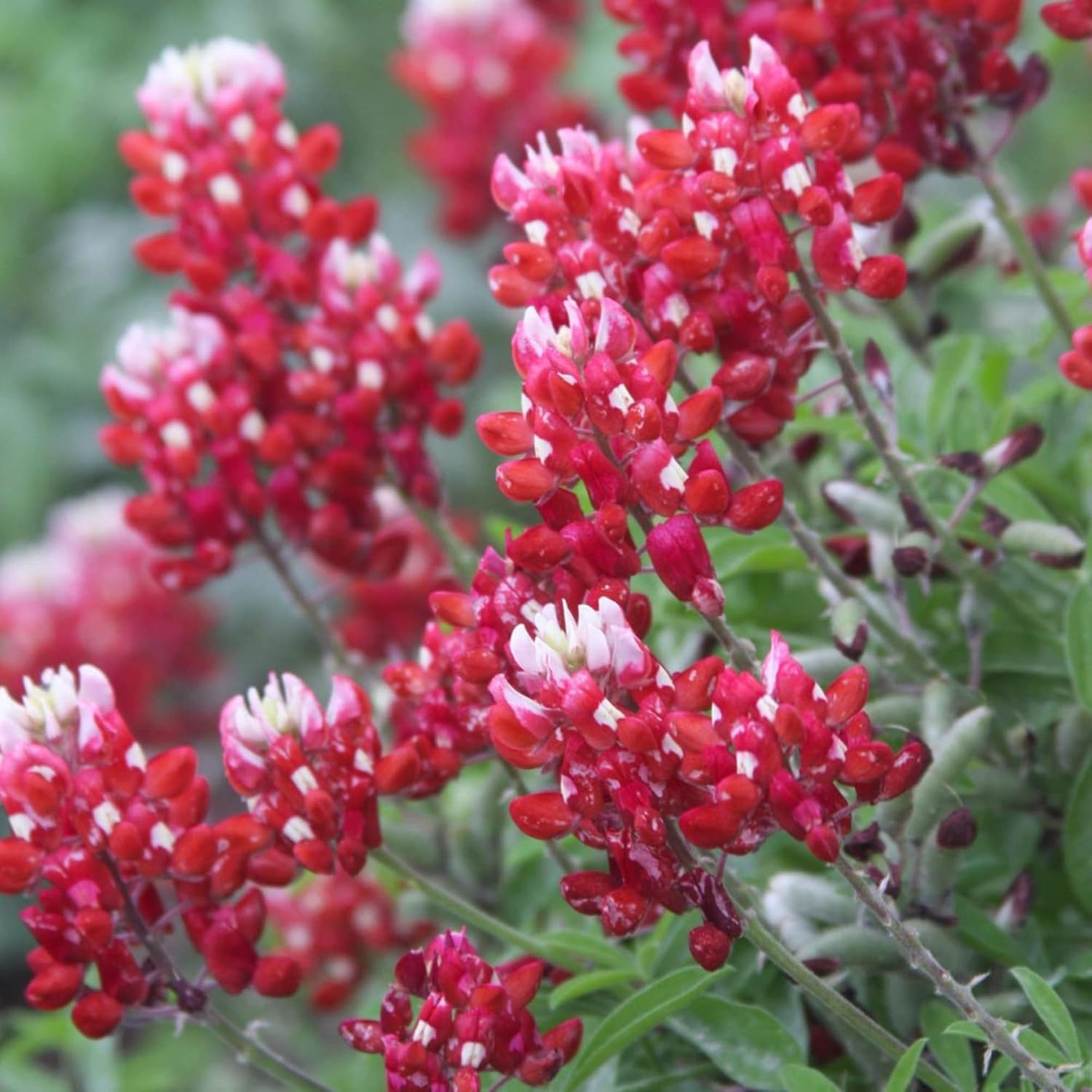 Red Texas Bluebonnets Seeds For Planting Drought Tolerant Low-Maintenance Wild Flower Striking