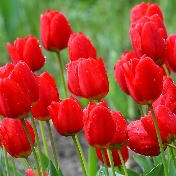 Tulip Mix Seeds for Vibrant Spring Flower Displays