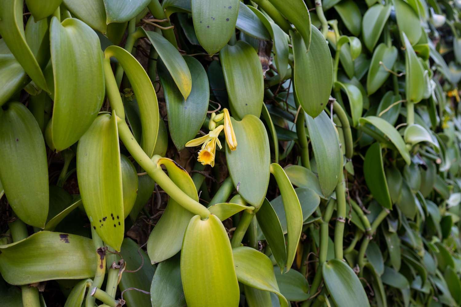 Exotic Vanilla Planifolia Seeds For Planting