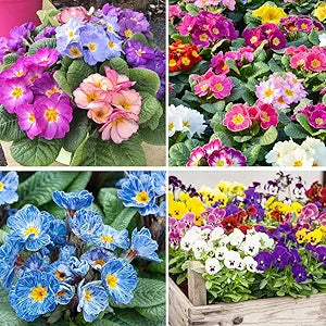 Primrose Flower Primula spp. for planting in flower bed