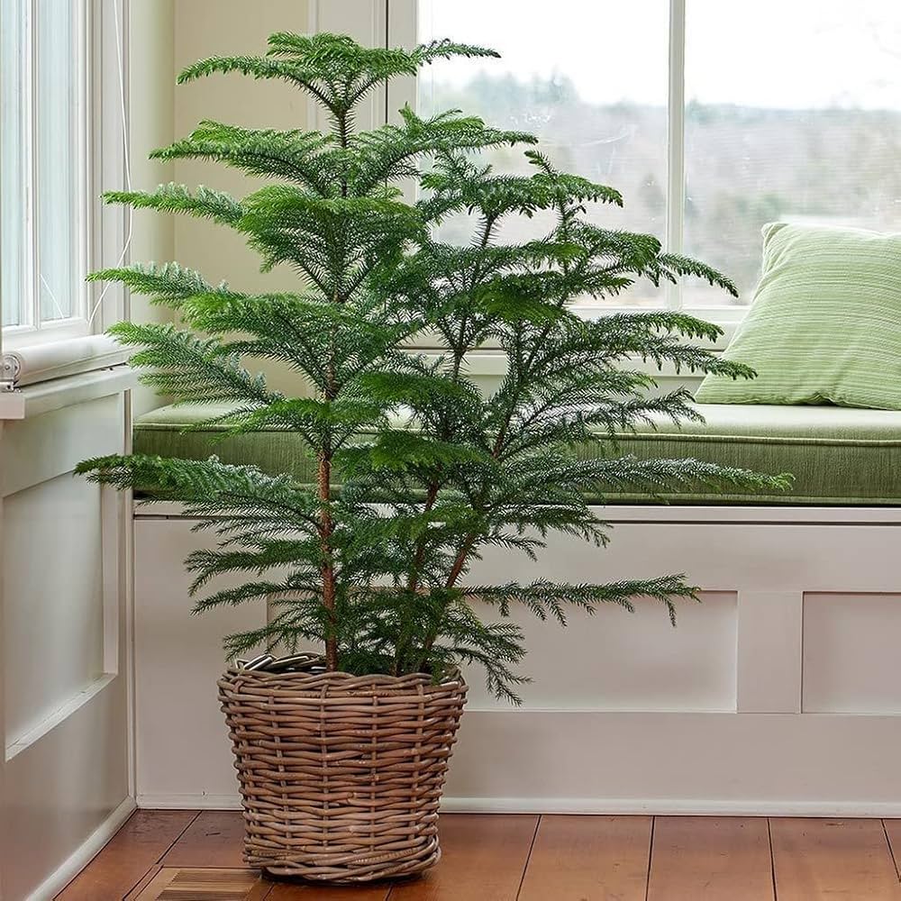 Araucaria Evergreen Seeds For Planting Flower
