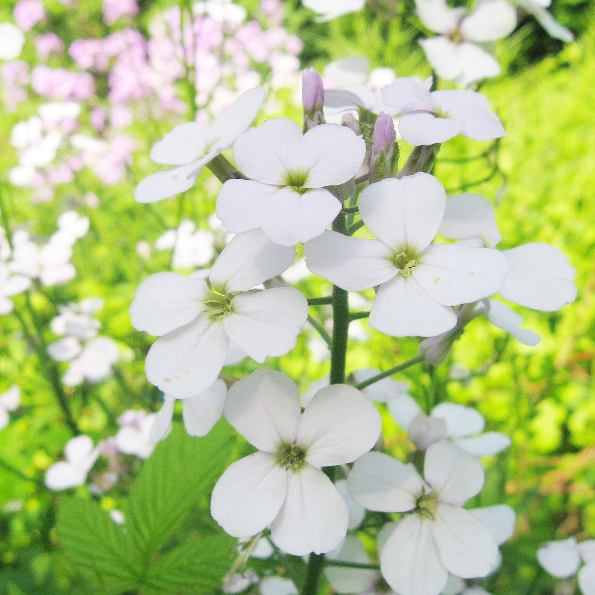 Dame’s Rocket Flower Seeds for Planting Hesperis Matronalis for Flower Beds