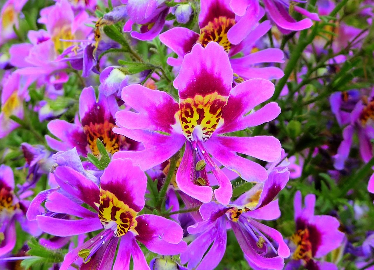 Purple Schizanthus Flower seeds for Planting - Drought Tolerant, Heirloom & GMO Free Seeds for Home Garden