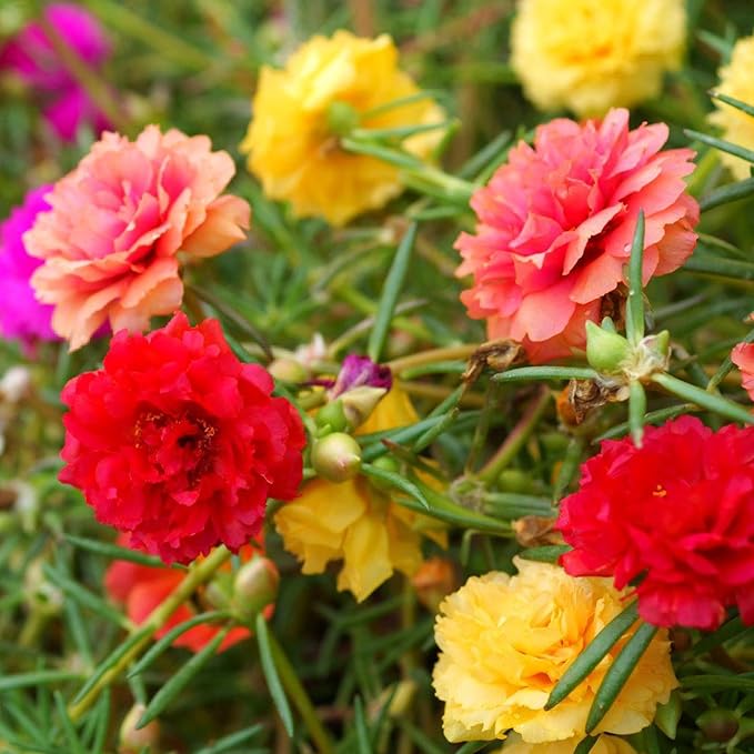 Portulak seeds for easy-to-grow greens