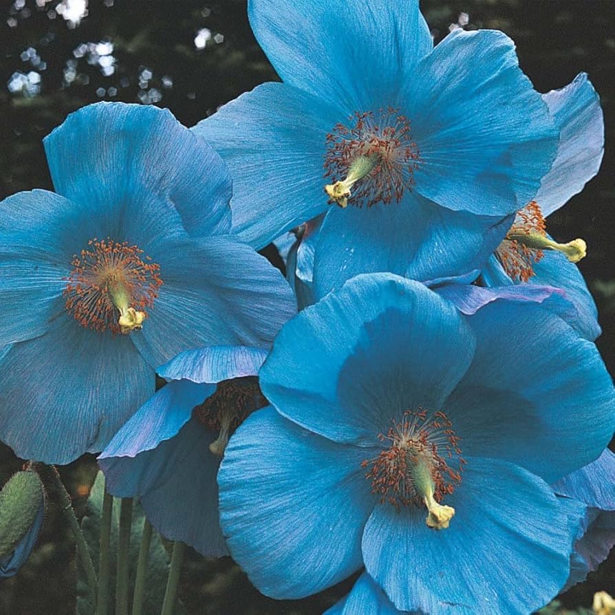 Blue Himalayan Poppy Seeds for Planting Meconopsis betonicifolia for flower beds and cool gardens