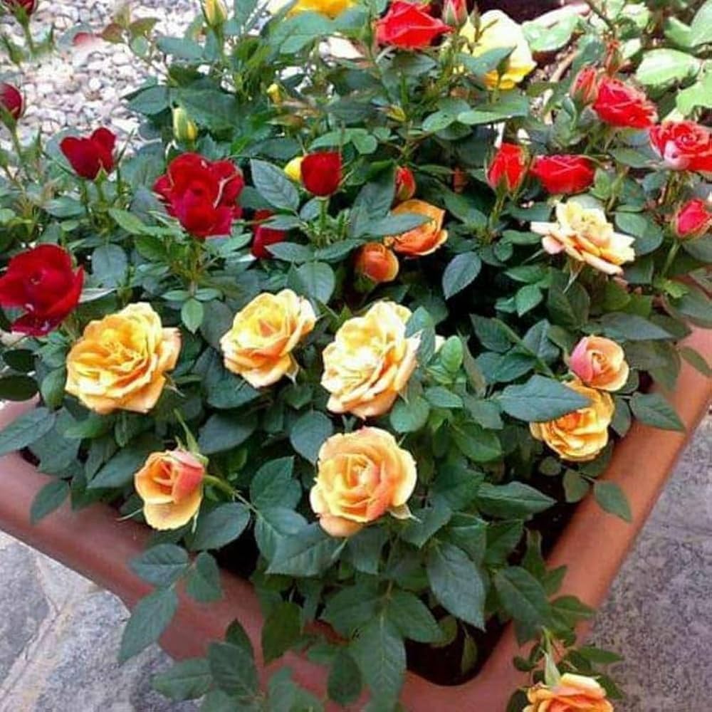 Mixed Colour Rose Balcony Flower Seeds for Planting Seasonal Bloomer Heirloom & GMO Free Seeds for Home Garden
 
 Sale