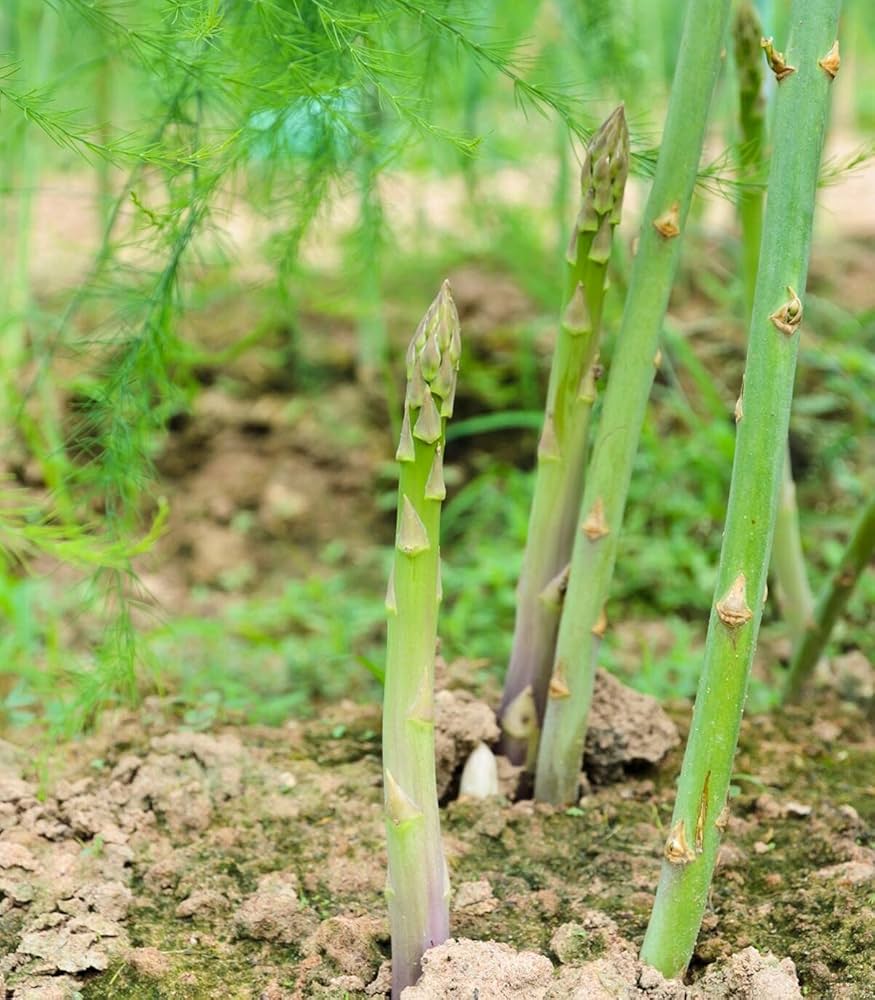 Green Asparagus Mary Washington Seeds for Perennial Planting - Evergrowseeds