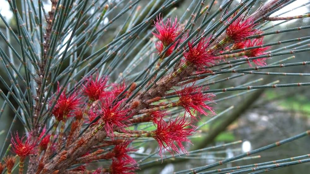 Larch Tree Seeds for Planting Larix decidua for landscaping and large gardens