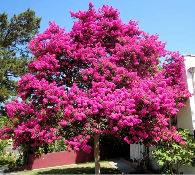 Crepe Myrtle Tree Seeds (Lagerstroemia Indica) for Stunning Flowering Trees