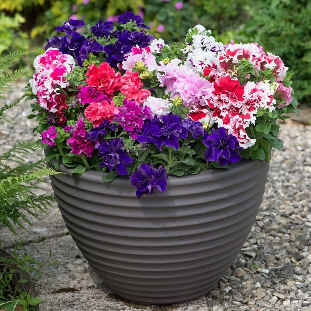 Double Petunia Seeds for Planting Petunia hybrida for hanging baskets and flower beds
