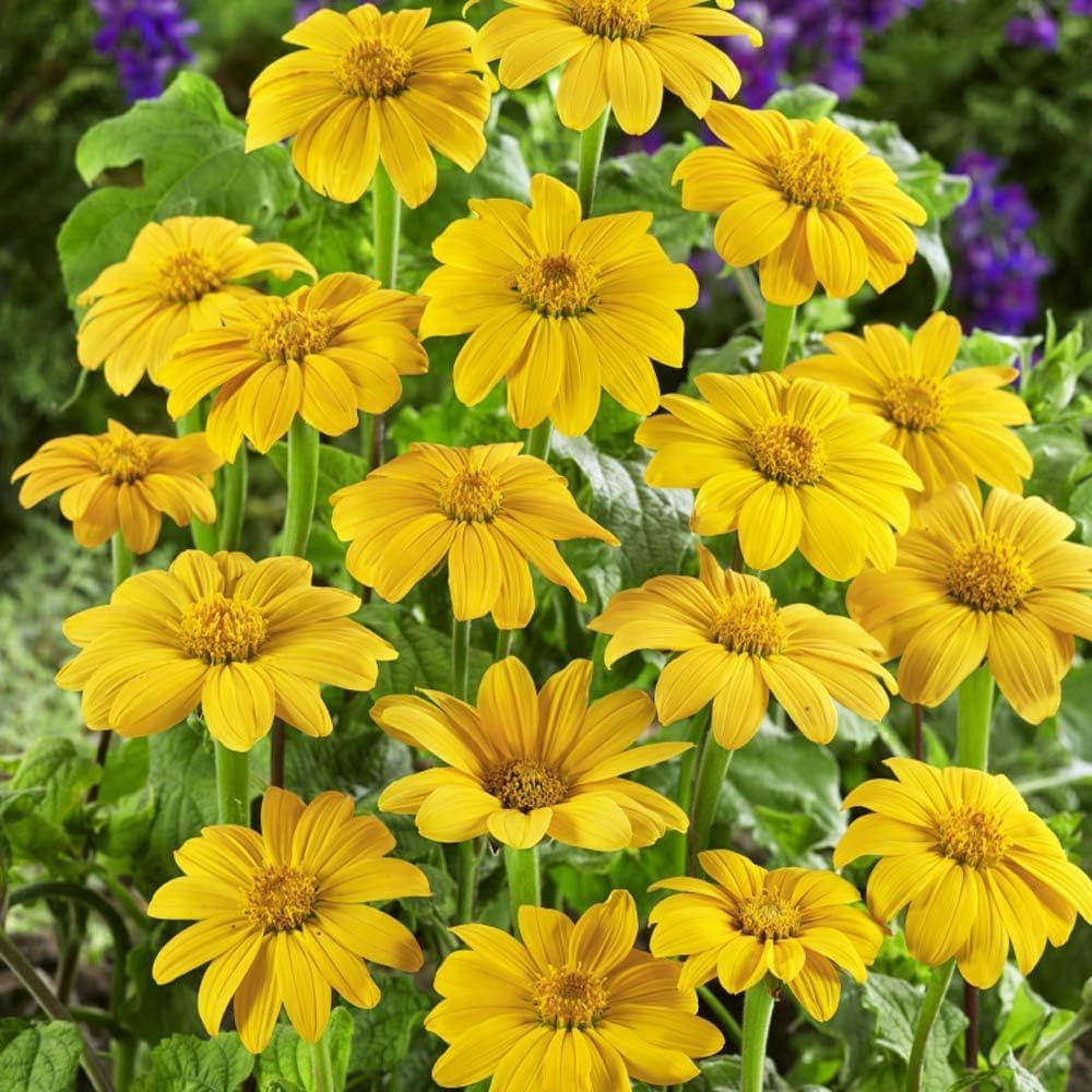 Yellow Torch MEXICAN Tithonia SunFlower seeds for Planting - Premium Quality, Heirloom & GMO Free Seeds for Home Garden