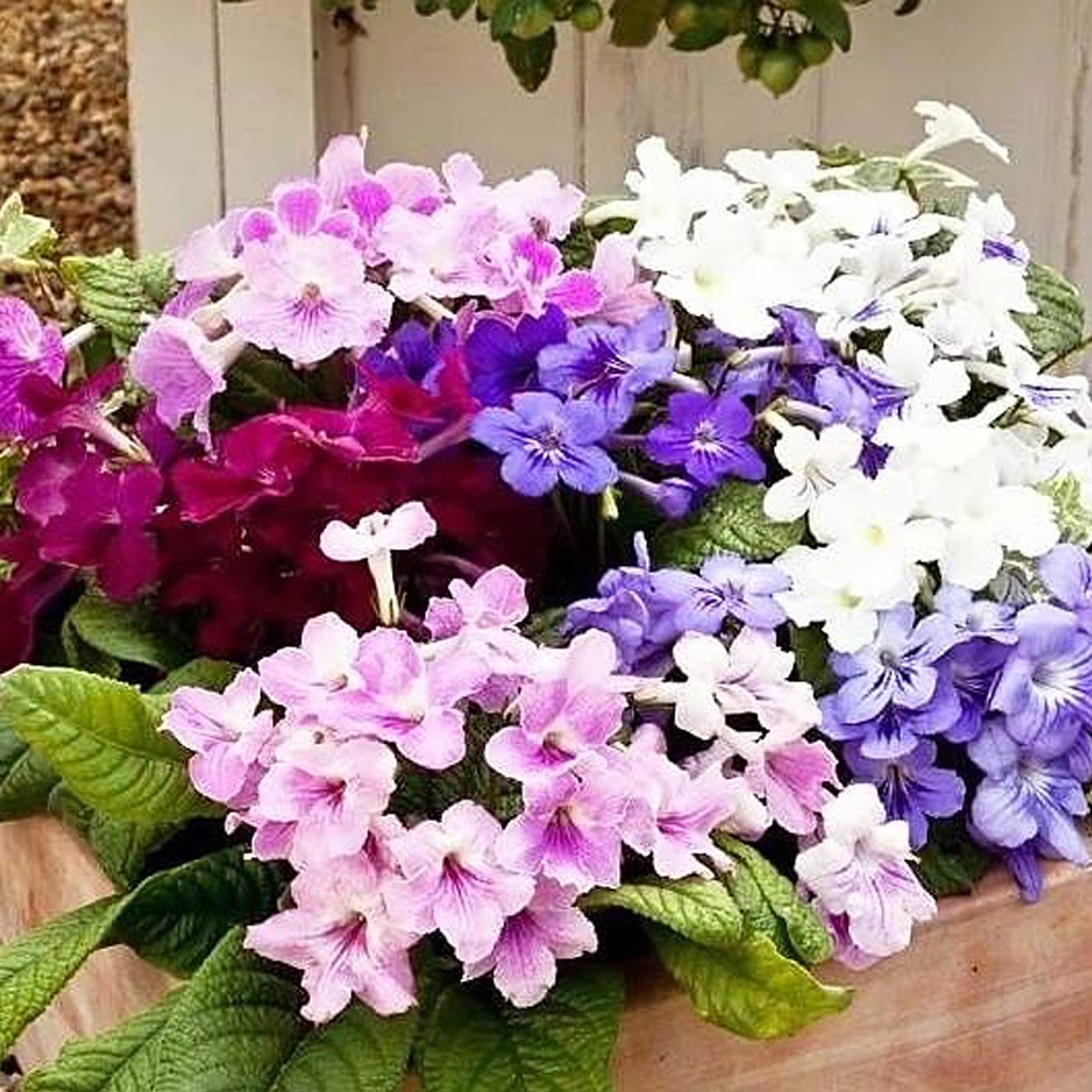 Italy Cape Primrose Streptocarpus spp Flower Seeds for Planting in Indoor Garden and Containers