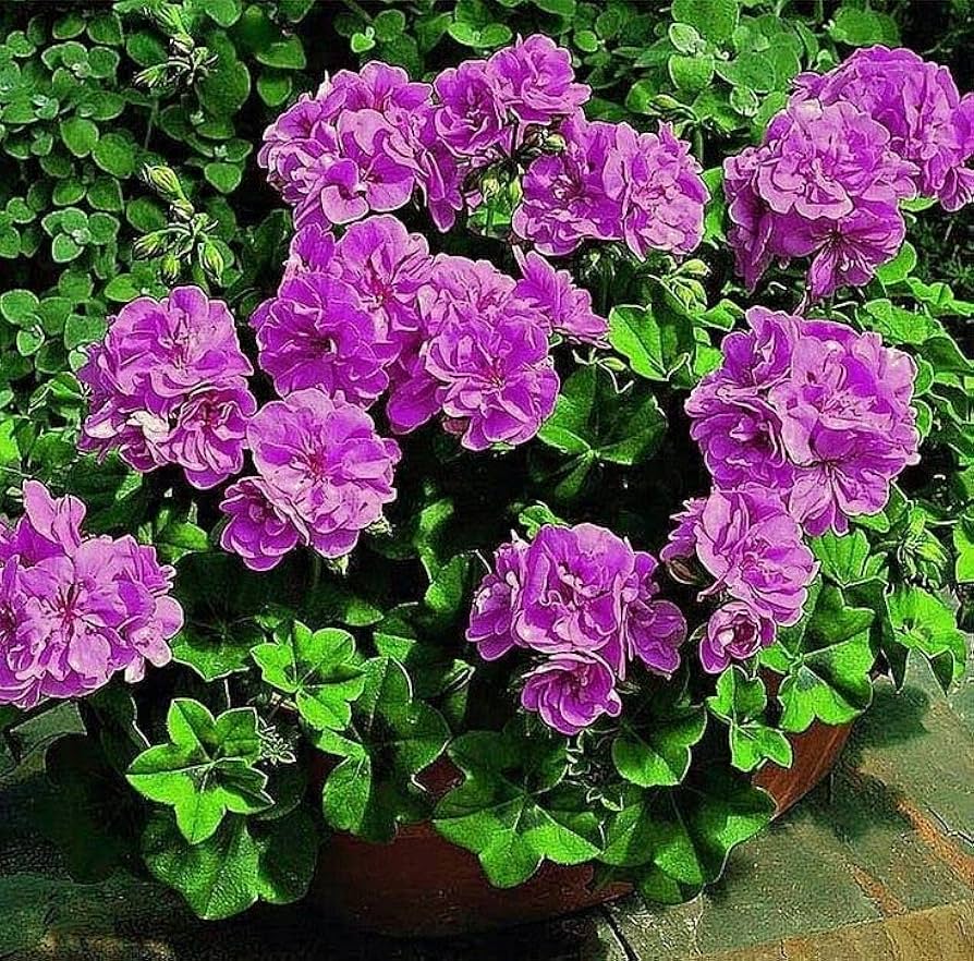 Geranium Pelargonium spp. Seeds for Planting - Ideal for Flower Bed & Home Garden