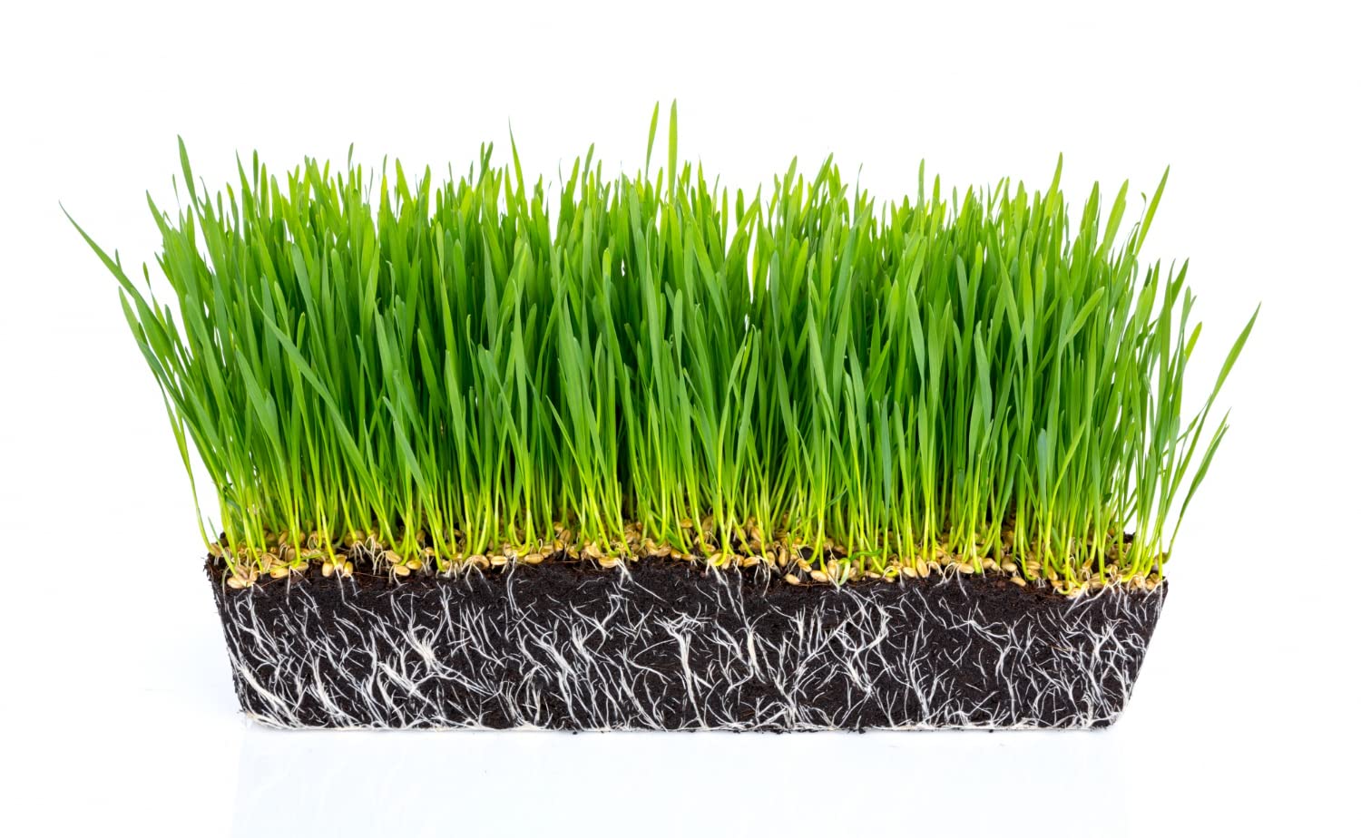 Wheat Grass Triticum aestivum Seeds for Planting in Indoor Garden and Wheatgrass Tray