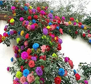 Climbing Rose Flower Rosa spp. for planting in flower bed