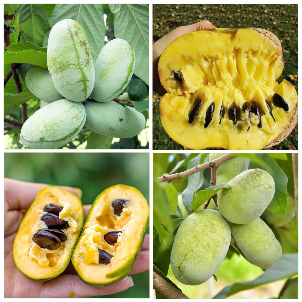 Pawpaw Fruit Seeds for Planting  Grow Exotic Tropical Fruit at Home