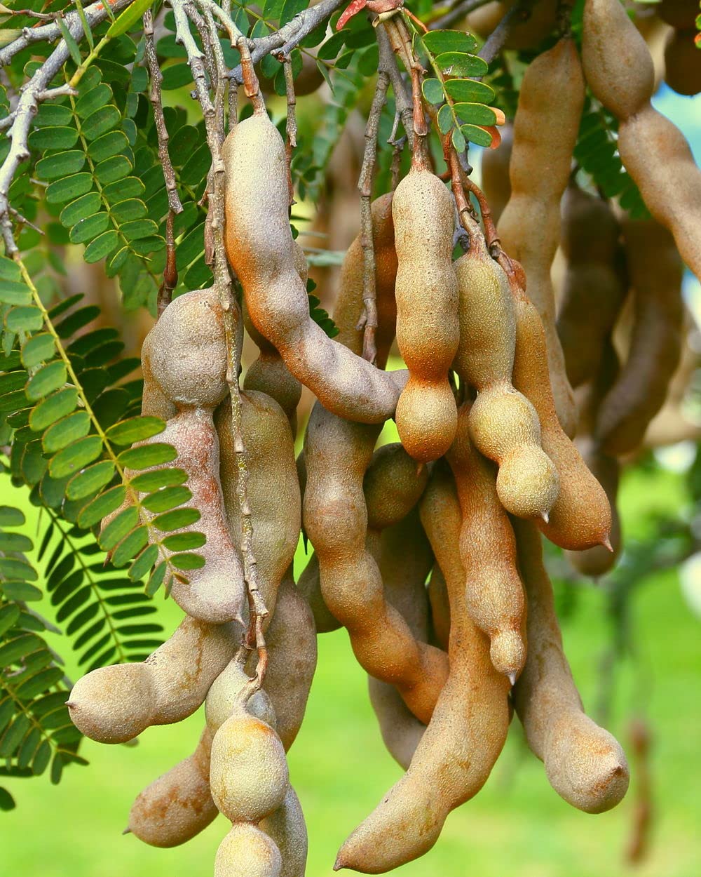 Brown Tamarind Seeds for Planting  Grow Your Own Tamarind Tree!