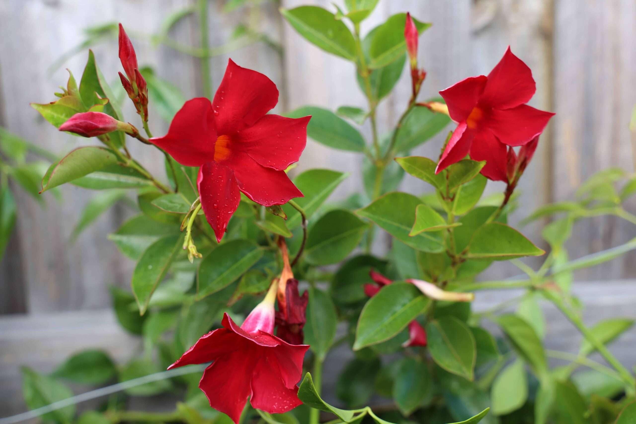 Mandevilla Red Sanderi Flower Seeds for Planting  Vibrant Climbing Blooms