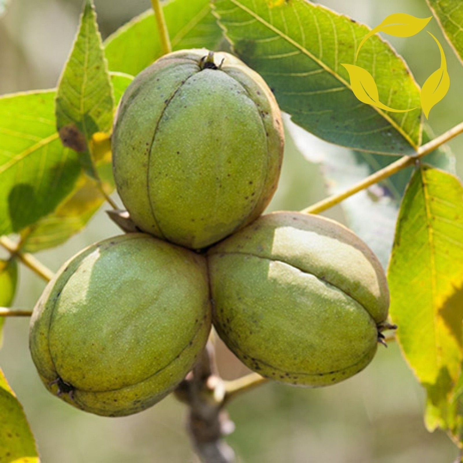 Shagbark Hickory Seeds for Planting