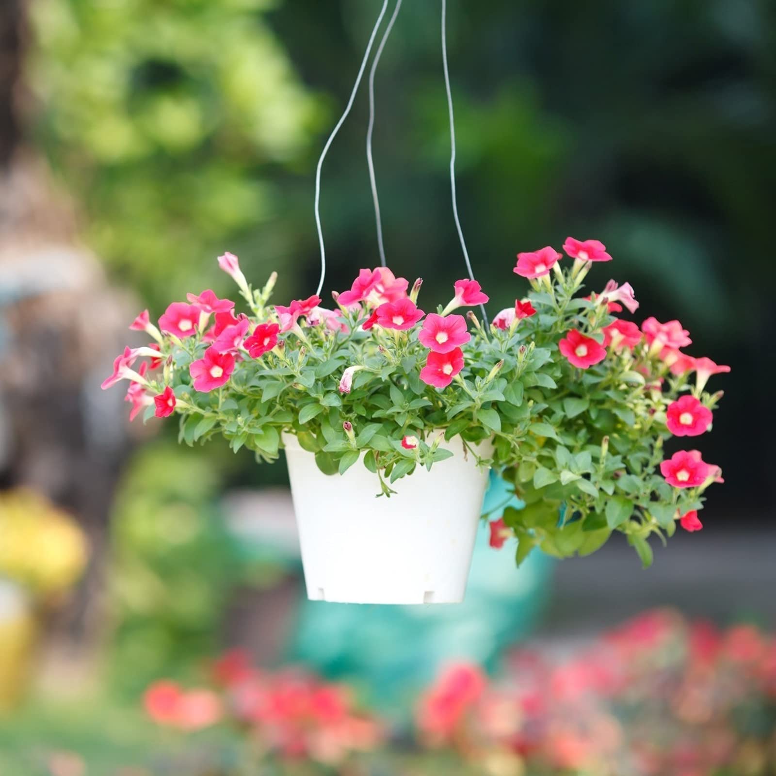 Petunia Freiheit Raspberry Vein Pelletized Petunia Seeds for Planting Vibrant Petunias