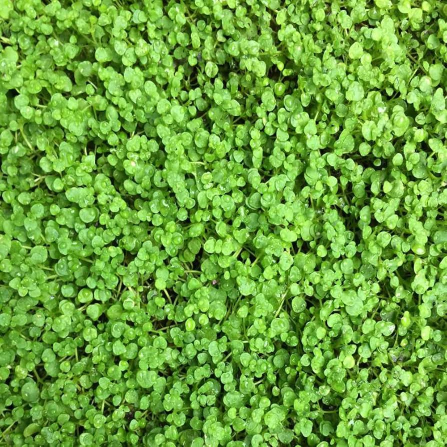 Mini Corsican Mint Mentha requienii for planting in herb garden