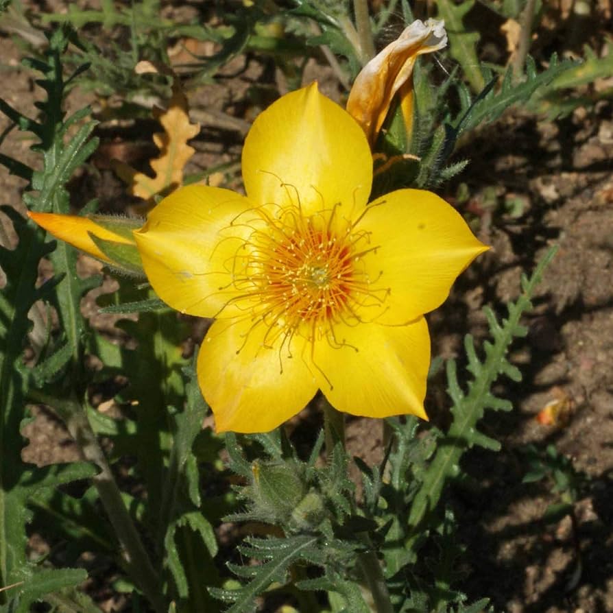 Yellow Blazing Star Mentzelia lindleyi Seeds for Planting pollinator flower bed