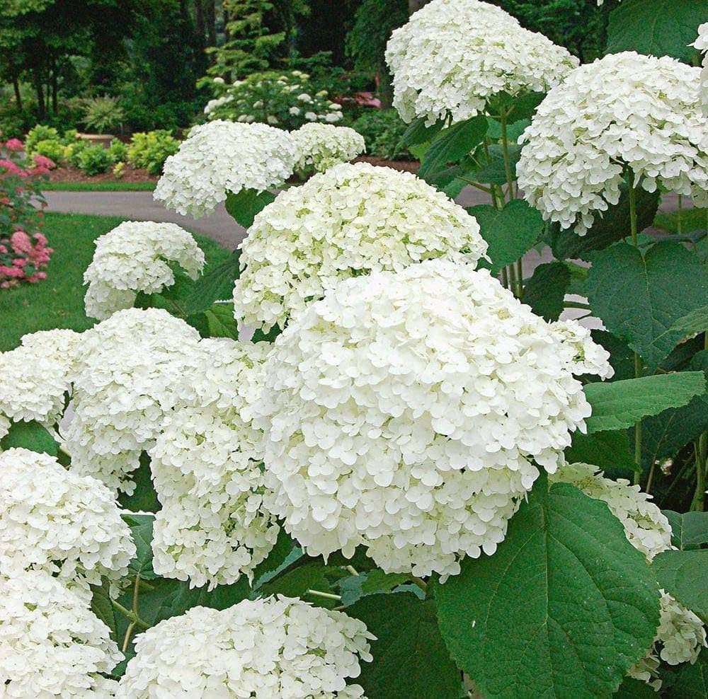 Annabelle Hydrangea Seeds for Planting Hydrangea arborescens for ornamental gardens and flower beds