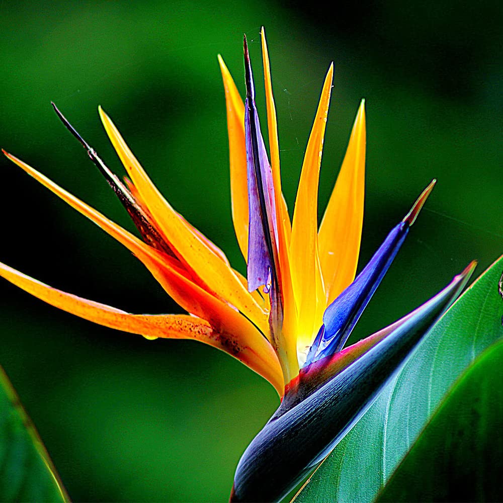 Gilliesii Bird of Paradise Strelitzia reginae Seeds for Planting in Urban Garden